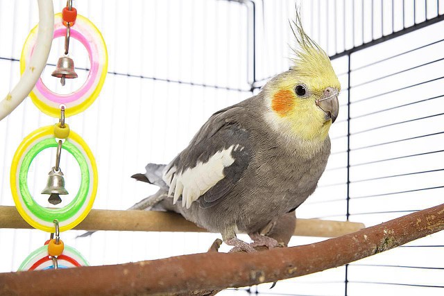 cockatiel on a perch