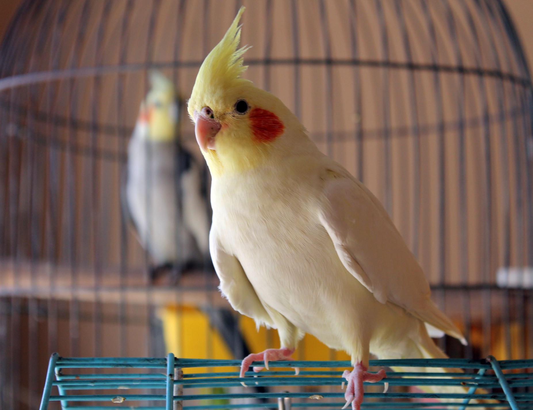 Cockatiel perching on cage