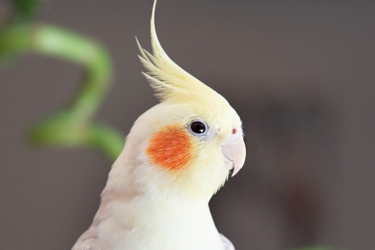 White cockatiel bird with long yellow feathers on head and orange cheeks