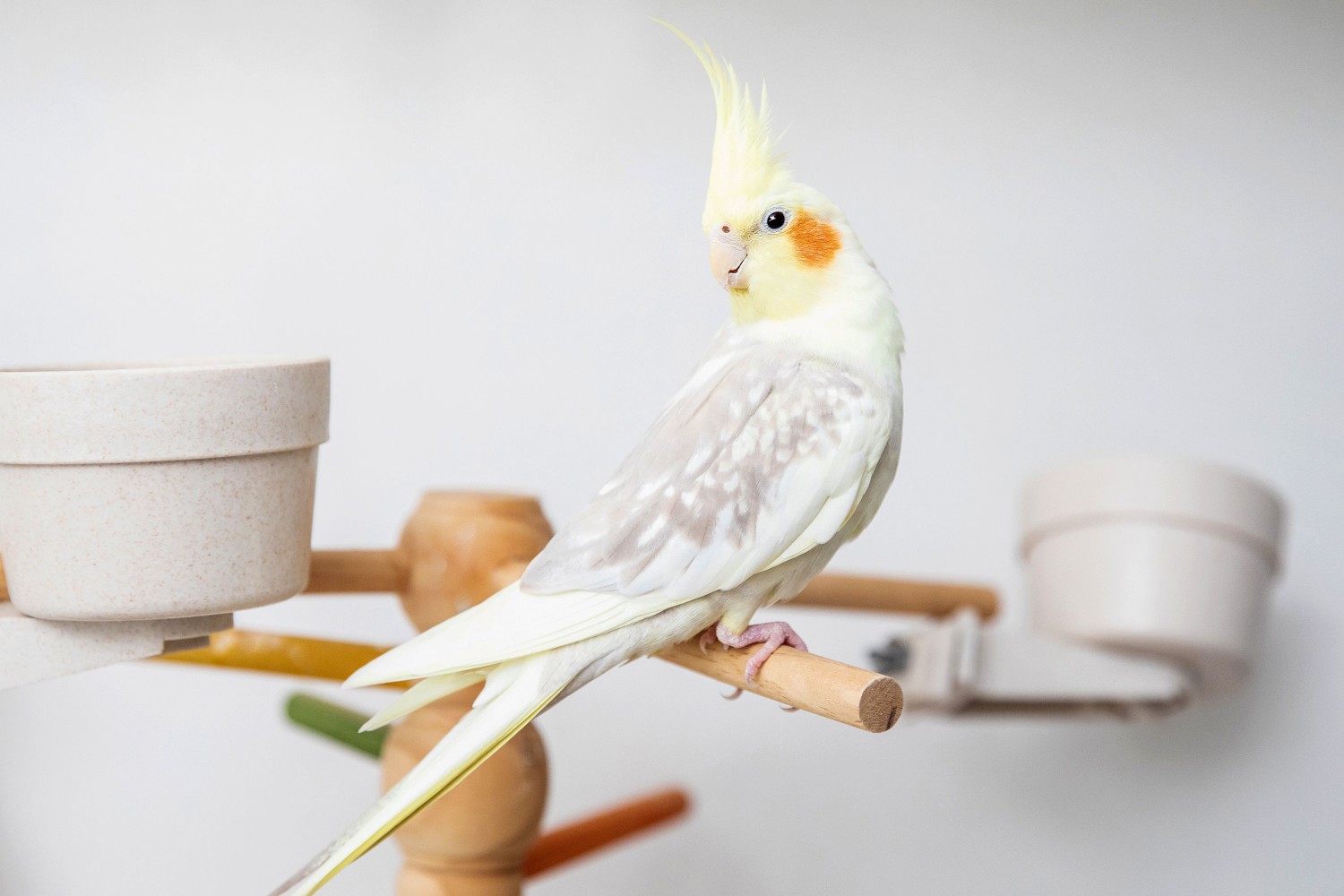 White and gray cockatiel bird sitting on wood perch with attached feeding bowls