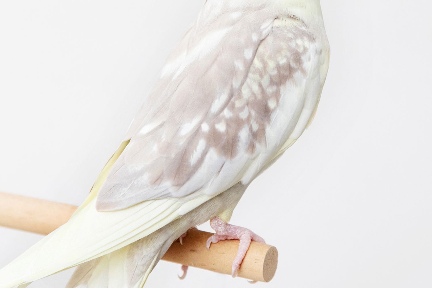 White and gray cockatiel body sitting on perch