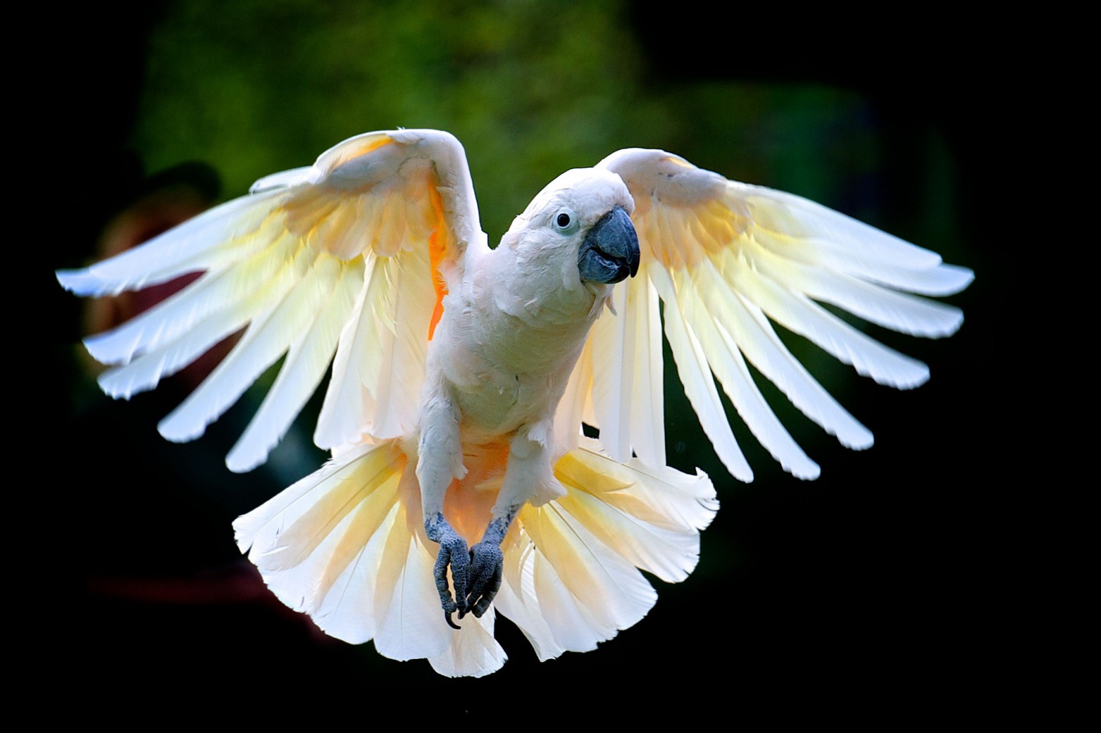 Cockatoo