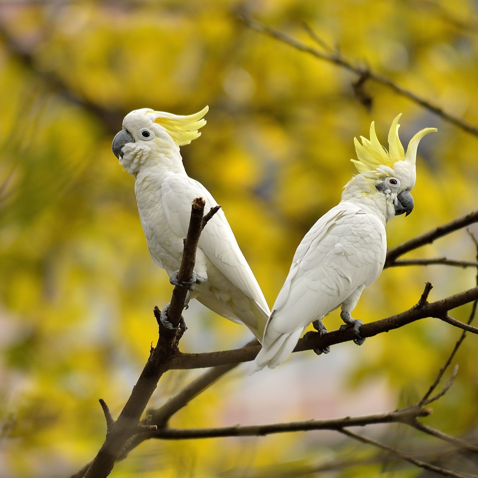 Cockatoo pair with crest raised