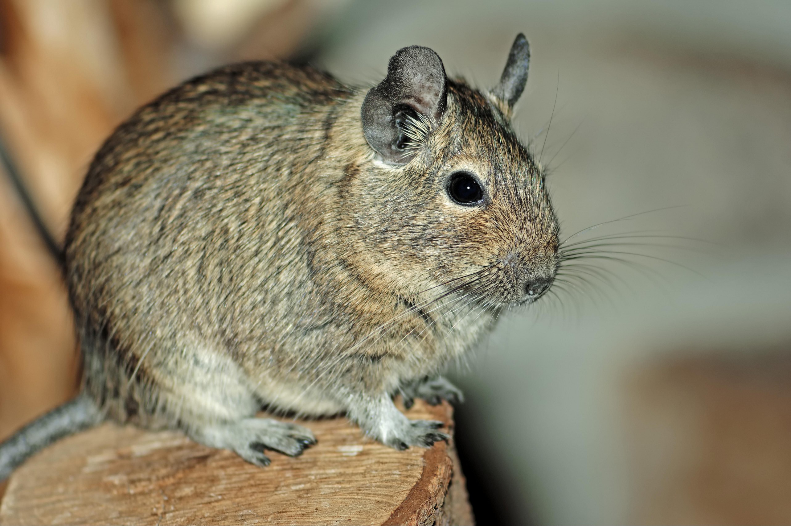 Common Degu or brush-tailed rat (Octodon degus), species from Chile, captive, Hamm, North Rhine-Westphalia, Germany
