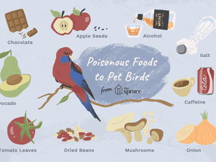 10 Common Foods That Can Poison Your Bird