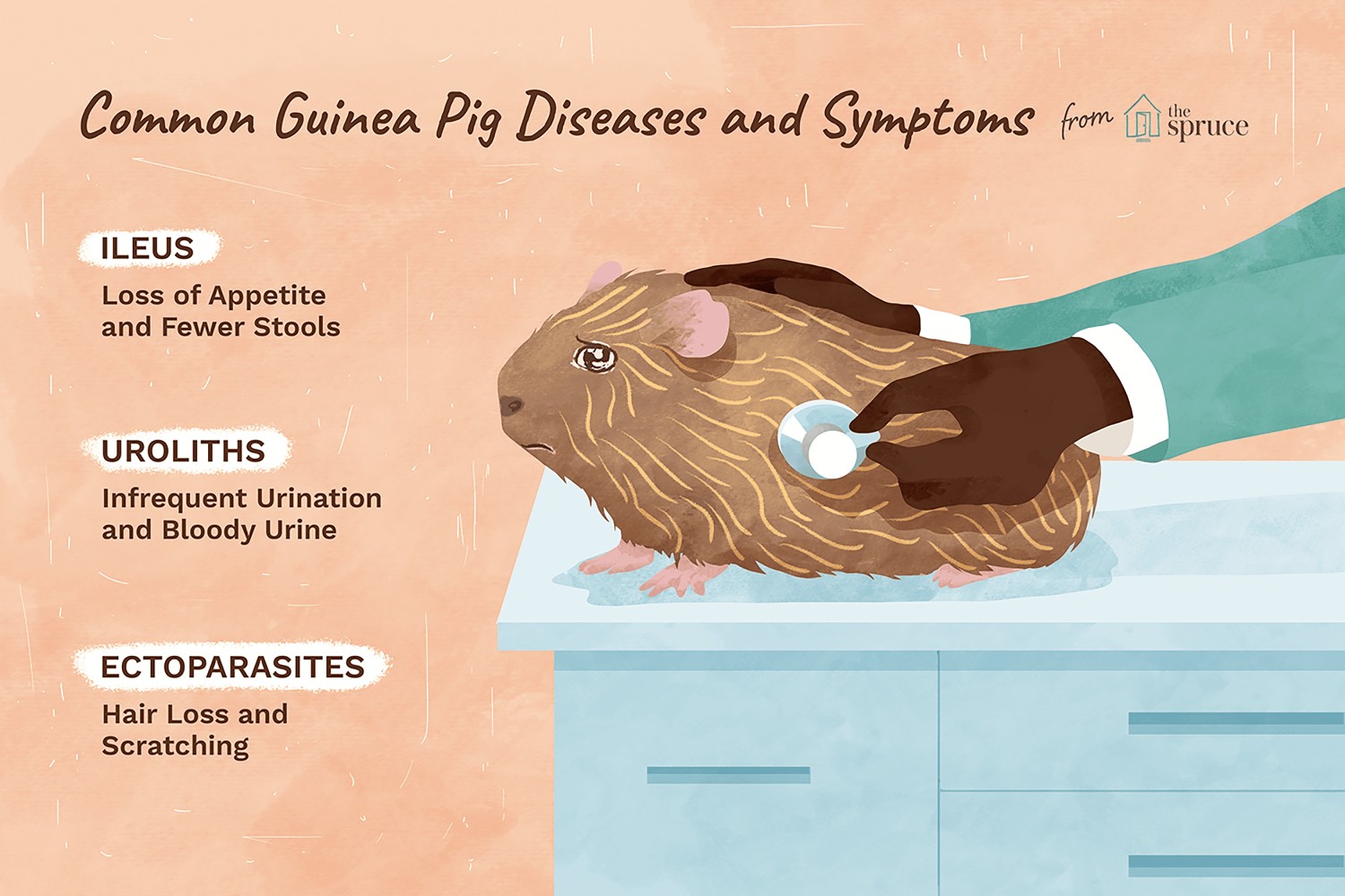 Common Guinea Pig Diseases and Symptoms