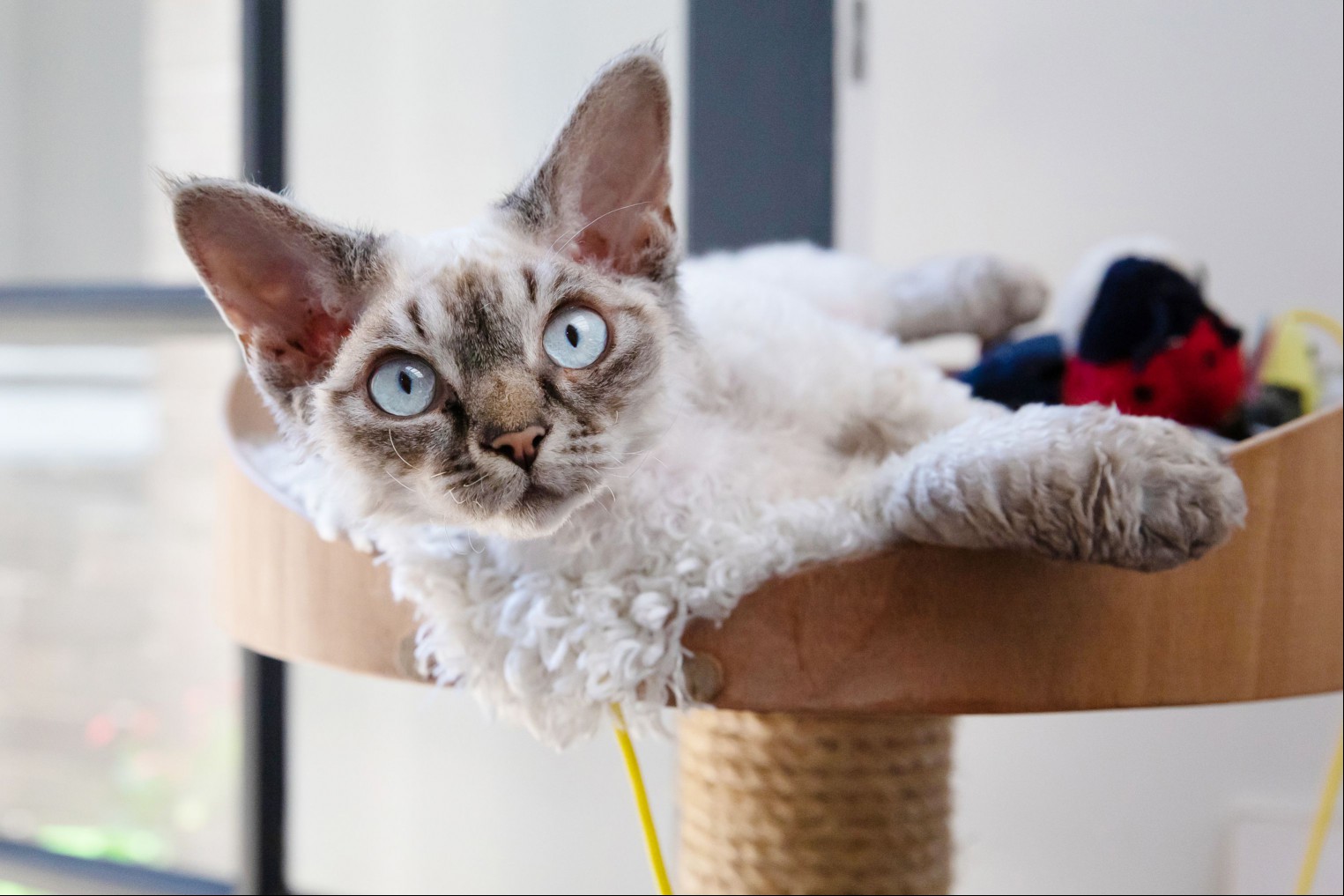 Cream and brown-colored Devon Rex cat laying on climbing tower