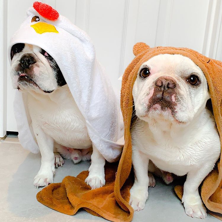 Two French Bulldogs looking at the camera sheepishly with towels over their heads.