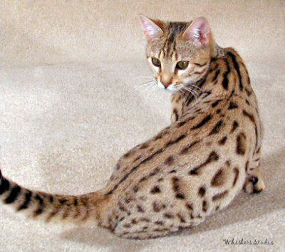 Picture of Coriander, a Bengal Cat