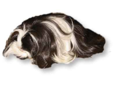 Coronet Guinea Pig - Mitchell