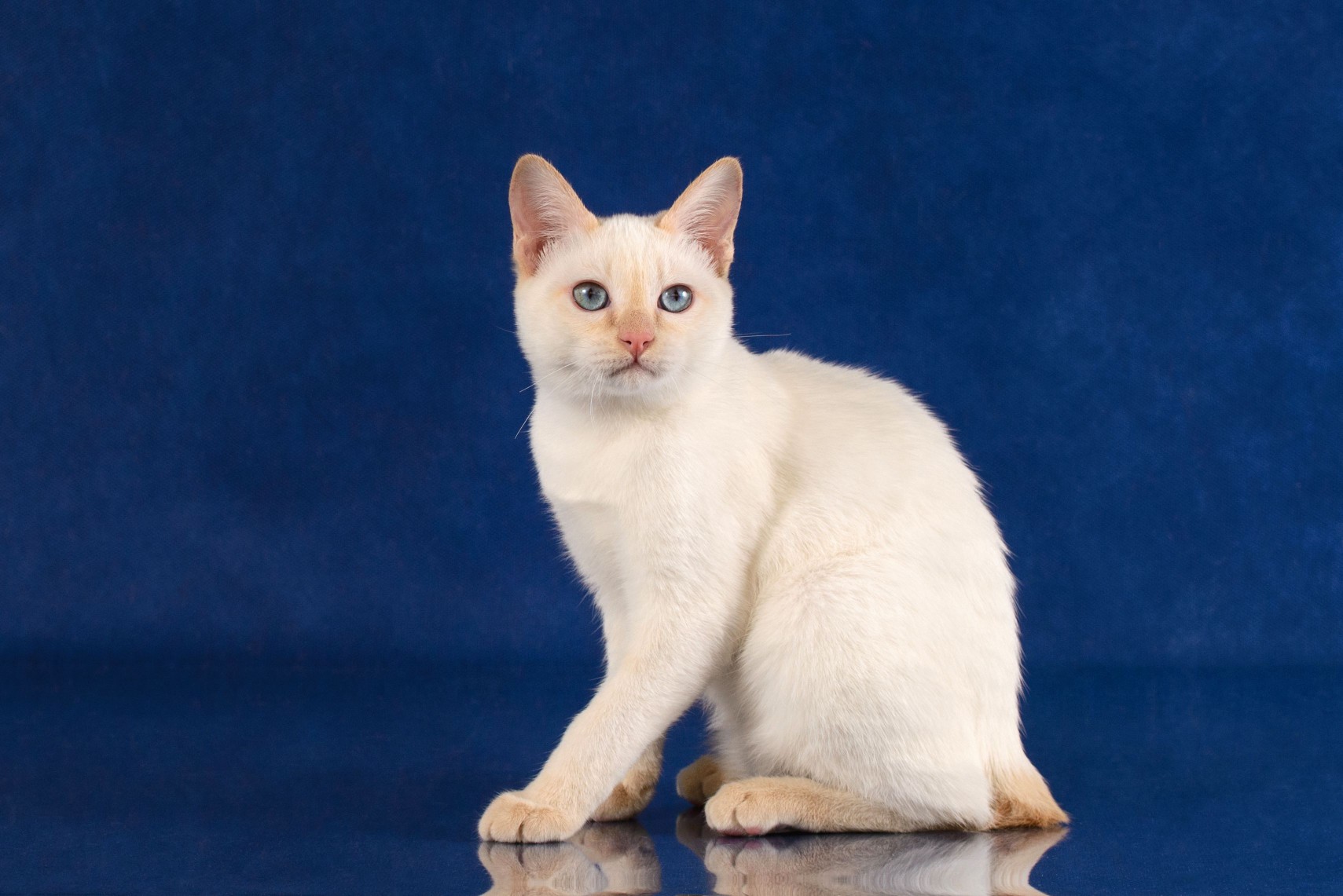 Cream Japanese bobtail cat portrait