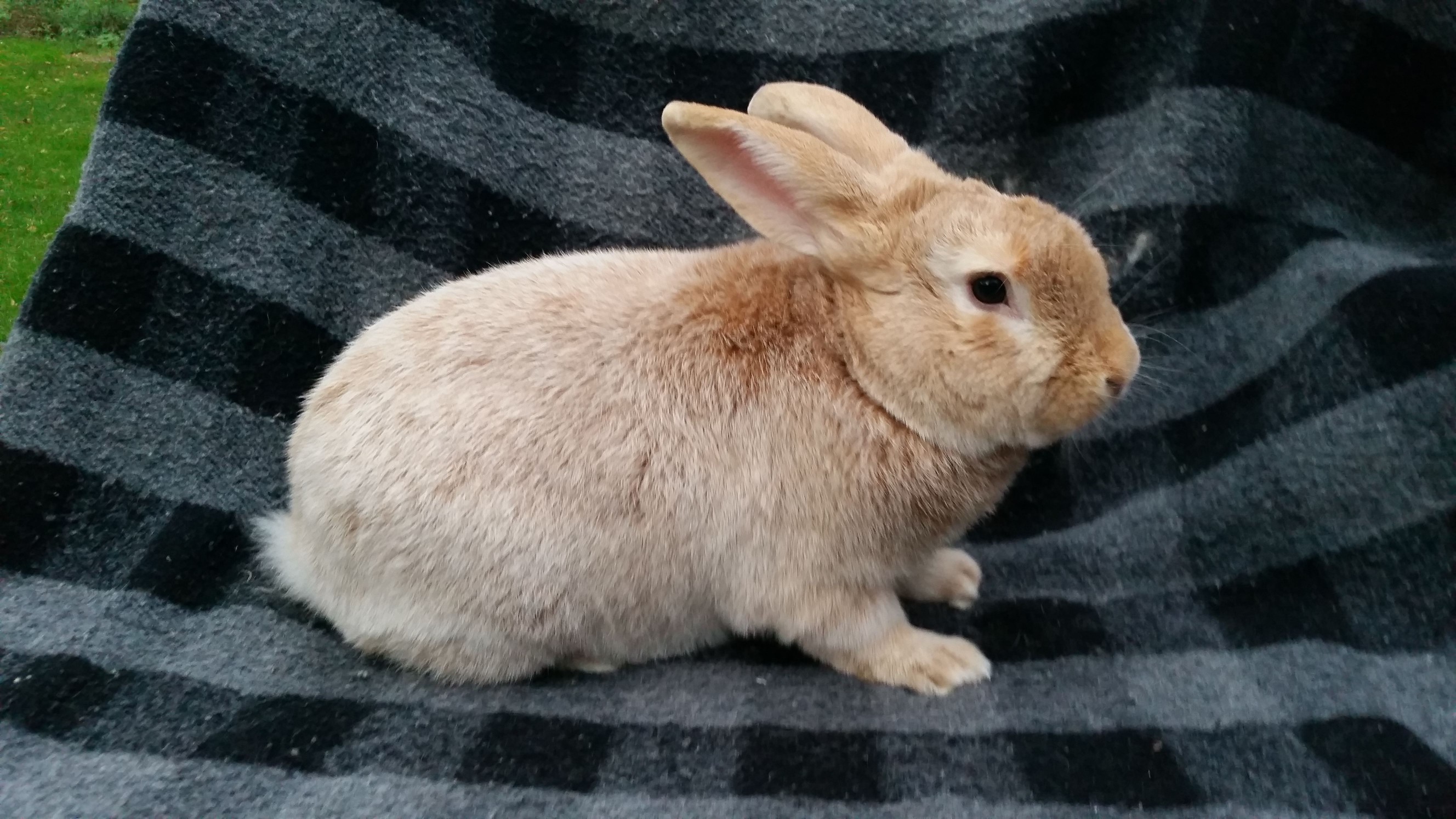 Creme d'Argent rabbit on blanket