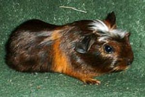 Crested Guinea Pig - Freedom