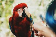 Scarlet Macaw