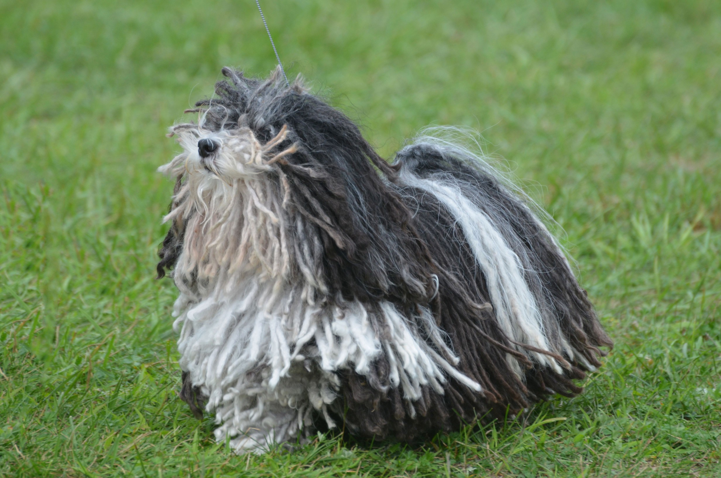Cute Black and White Puli Dog