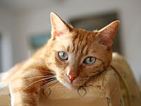 cute-cat-200.jpg