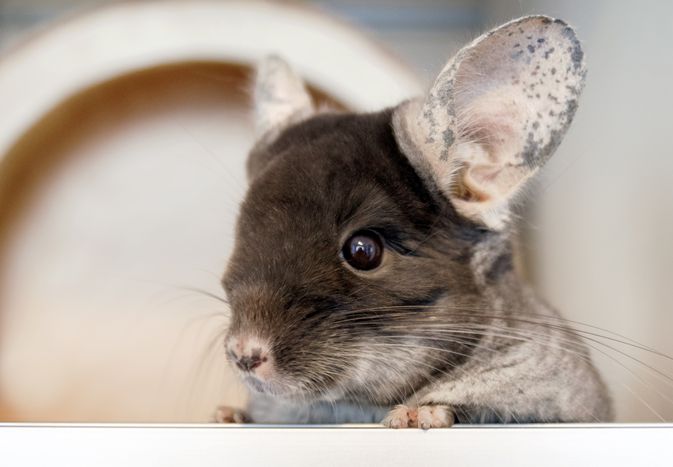 Eye Problems in Chinchillas Eye Problems in Chinchillas