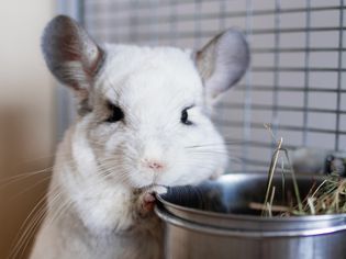 Chinchilla Care Guide