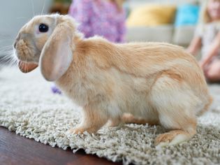 How to Make Your Rabbit Stop Digging Your Carpet