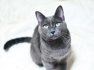 Russian Blue: Cat Breed Profile, Characteristics & Care