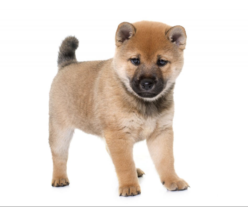 red shiba inu puppy