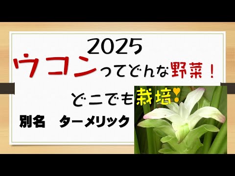 ターメリック栽培のプロが教える！収穫時期～保存方法まで完全ガイド