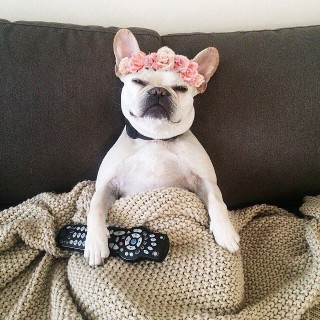 A white Frenchie with a flower crown on sitting up on the couch with a blanket on its lap holding a TV remote.