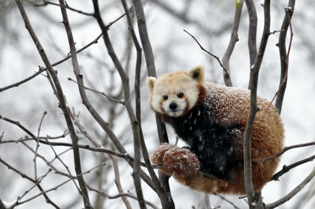 A red panda sitting in a tree in winter
