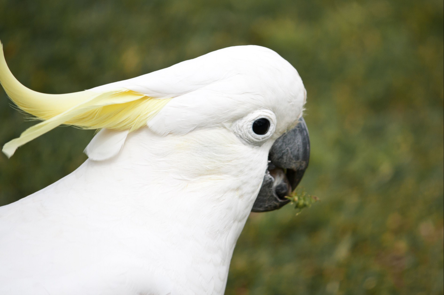 The face of a sulphur-crested cockatoo against a green background