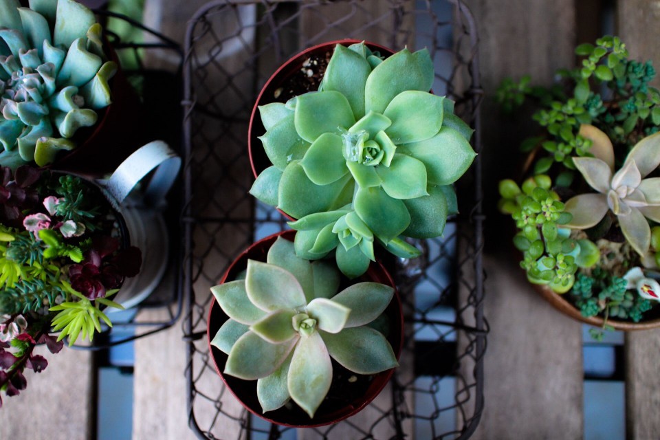 Overview of several pots of succulent plants