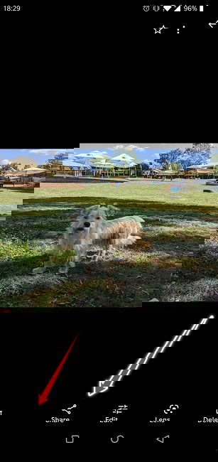 Disable Link Sharing Google Photos Android Share Image