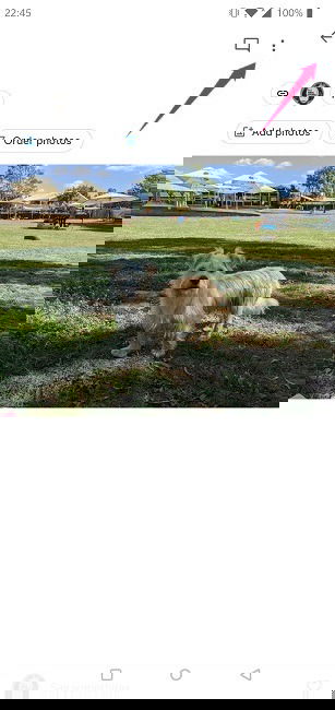 Disable Link Sharing Google Photos Android Three Dot Menu Delete Link Single Image