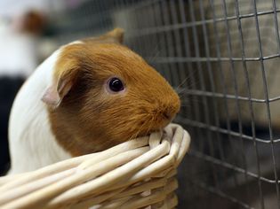 Guinea Pig Species Guide