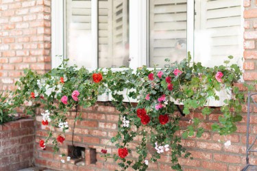window box with florals
