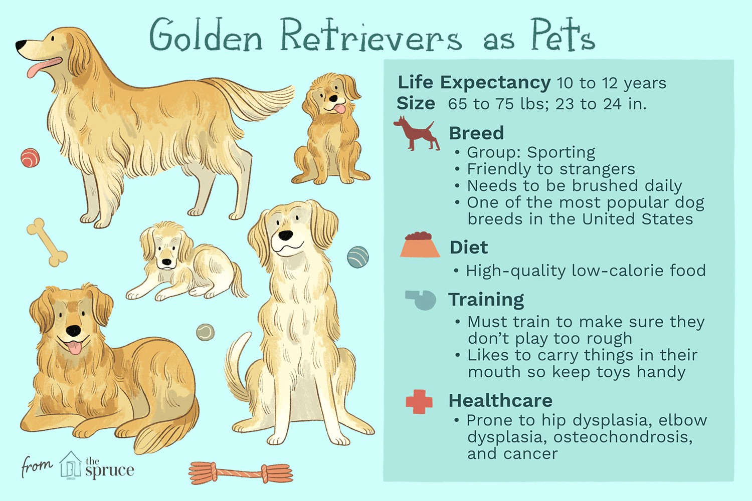Golden Retrievers as Pets