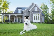 10 Best Guard Dog Breeds