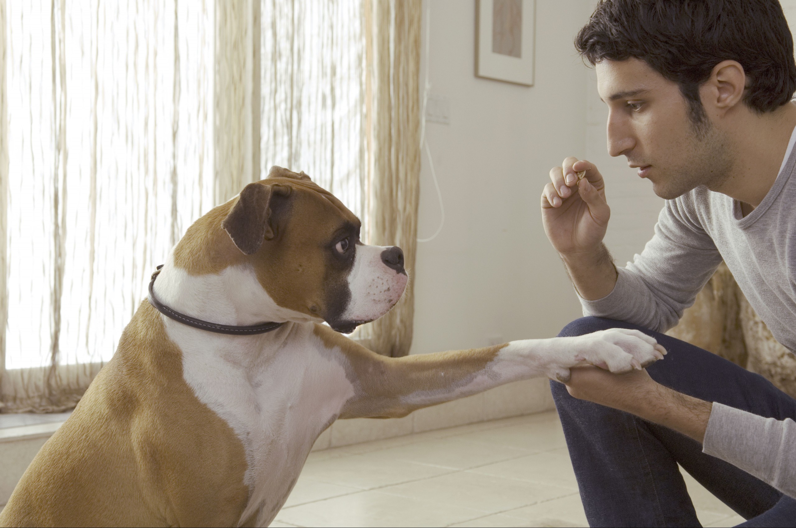 Dog putting paw on man?s hand