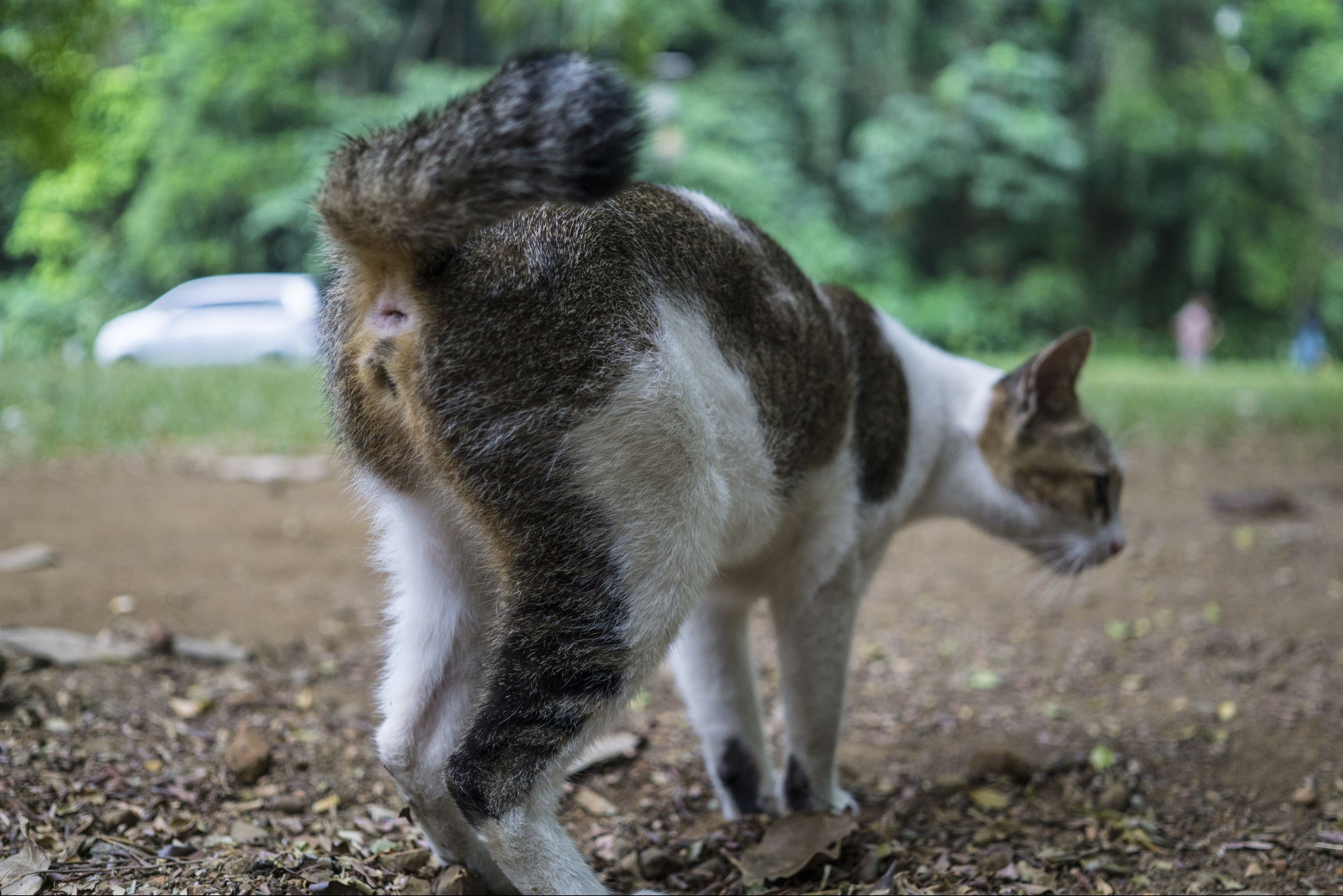 Domestic cat's butt