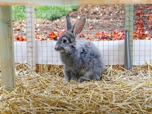 Reasons Why Rabbits Eat Their Own Poop