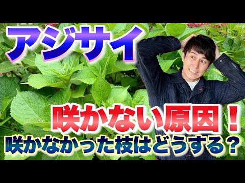 アジサイの秋剪定は本当に必要？翌年の花を守る判断基準