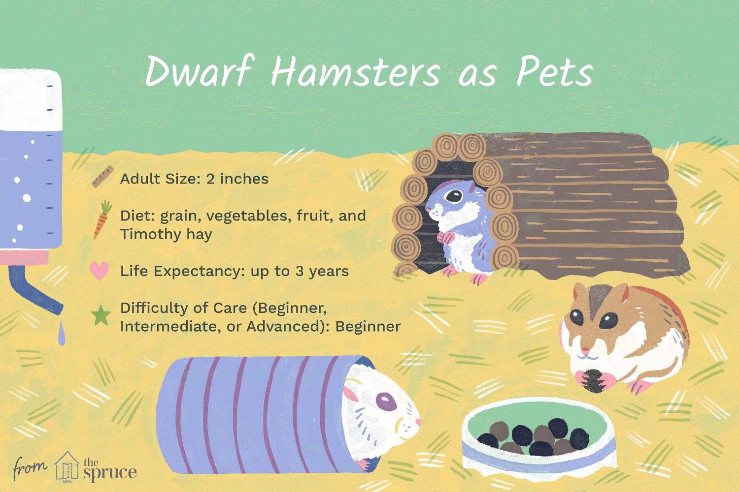 Dwarf Hamsters as Pets