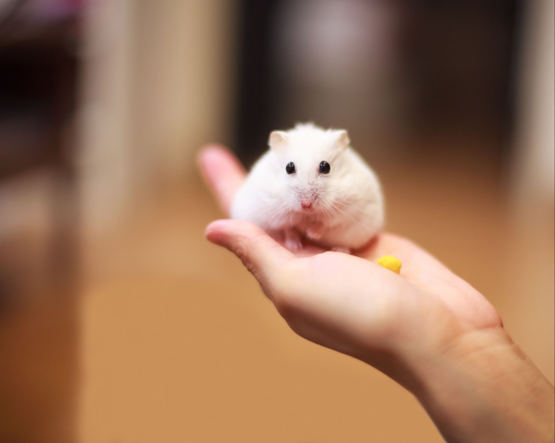 Cute Winter White Dwarf Hamster on an owner's hand