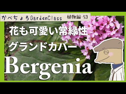 【経験者が語る】ヒマラヤシラカバの育て方と日本の夏の乗り切り方