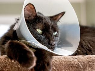 5 Alternative E-Collars for Cats After Surgery