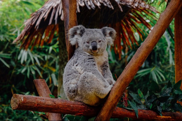 A koala sitting in a tree