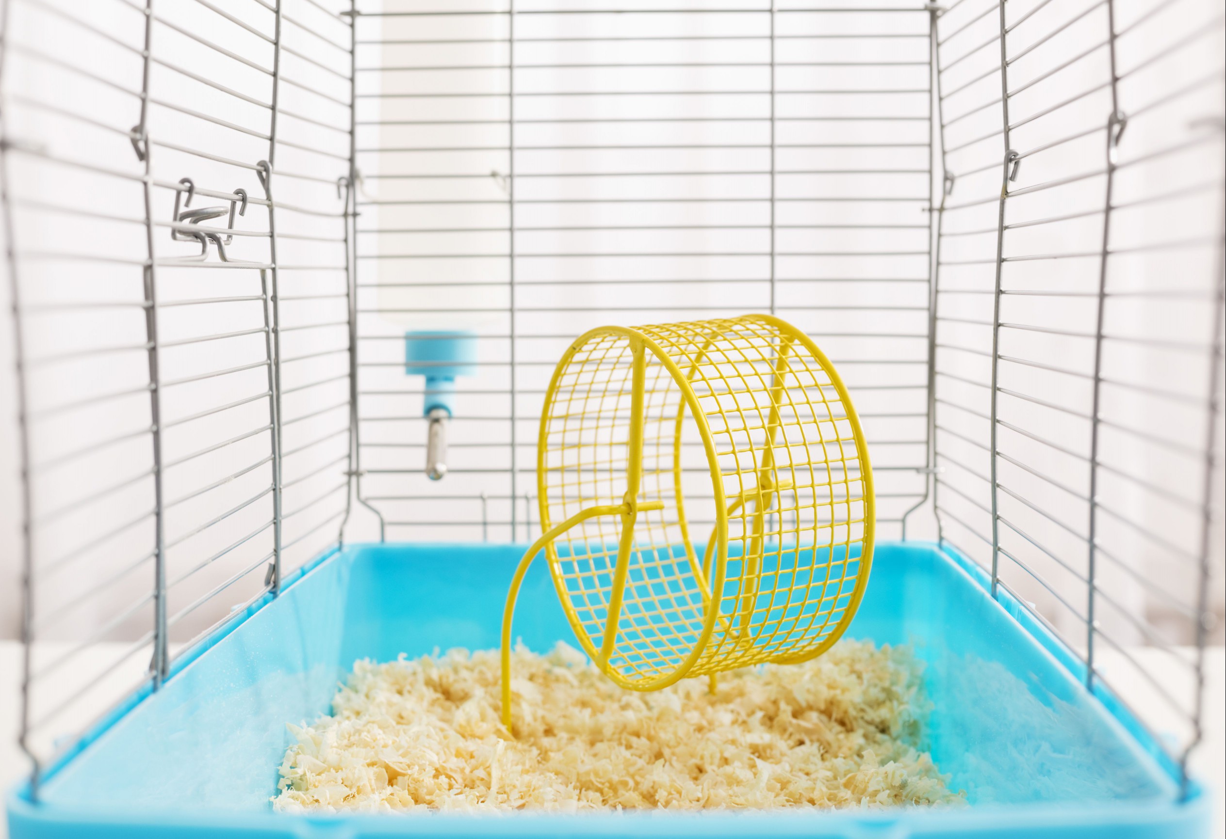 Empty hamster cage