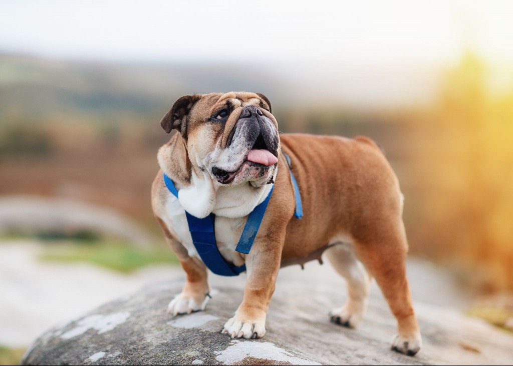 English Bulldog wearing blue harness out for a walk in the countryside