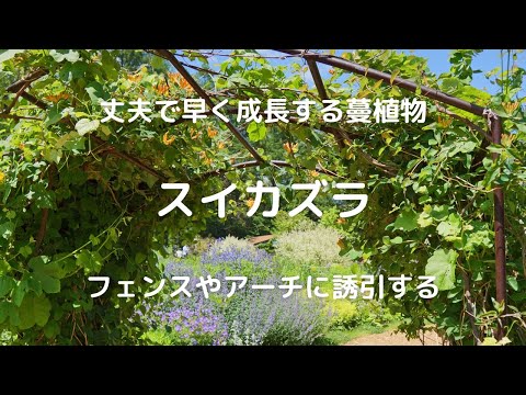 ハニーサックルが蚊を引き寄せる原因と対策【実は種類が重要】