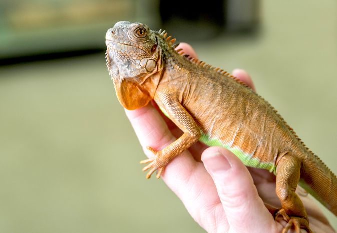 Laws on Exotic Animals for Each State Laws on Exotic Animals for Each State