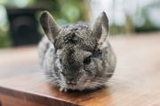Gray chincilla laying on wooden table closeup
